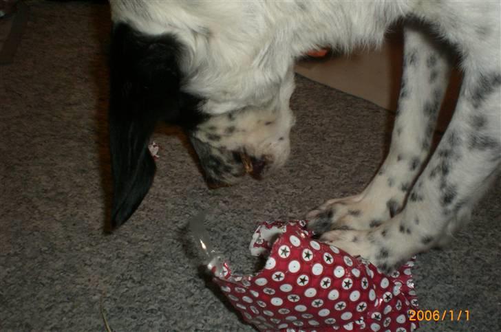 Blanding af racer Chili - I fuld gang med at aabne pakker billede 11