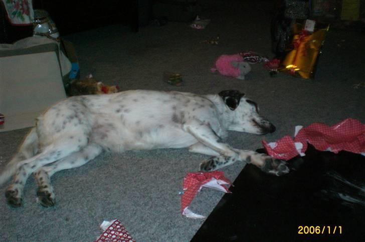 Blanding af racer Chili - Aahh det er haardt at pakke alle de gaver ud billede 12