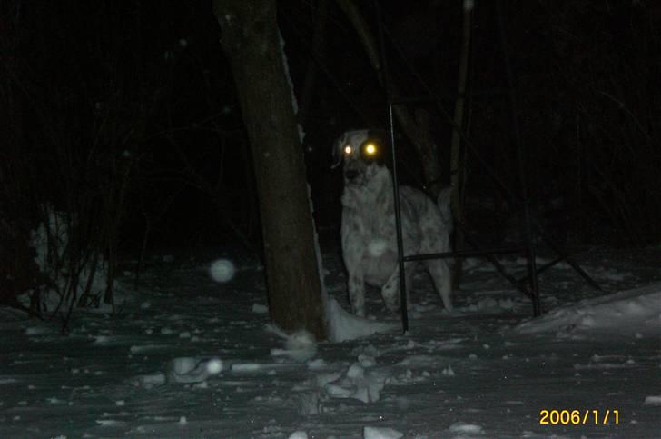 Blanding af racer Chili - The Demon dog billede 13