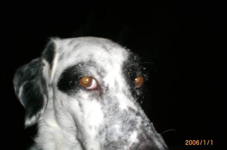 Blanding af racer Chili billede 14