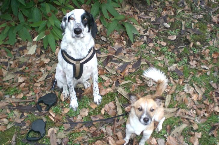 Blanding af racer Chili billede 15