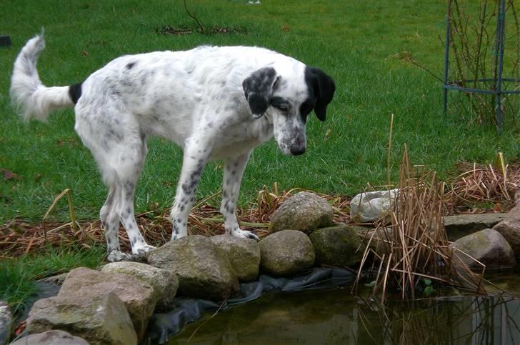 Blanding af racer Chili billede 16