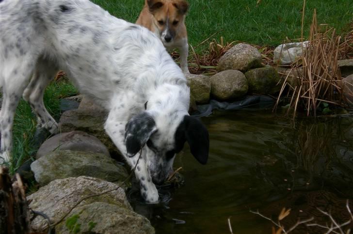 Blanding af racer Chili billede 17