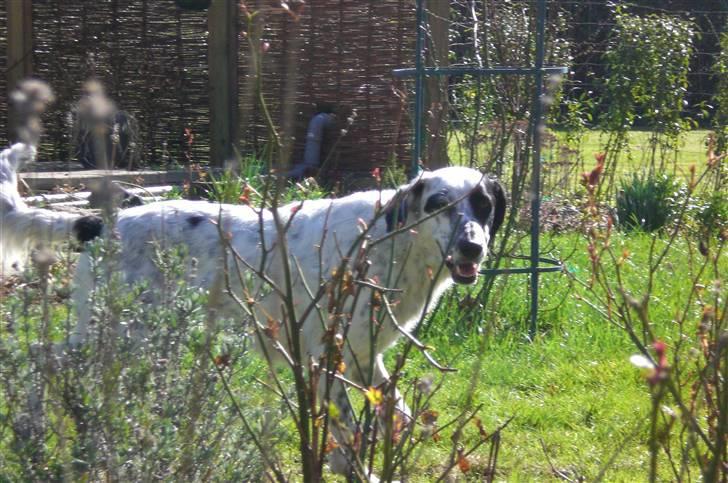 Blanding af racer Chili billede 18