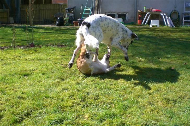 Blanding af racer Chili billede 19