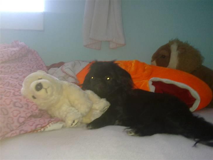 Pekingeser snubbi billede 18