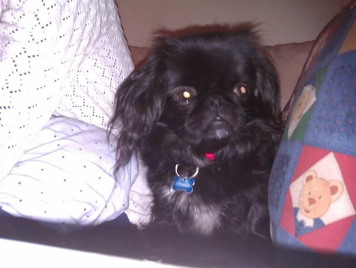 Pekingeser snubbi billede 19