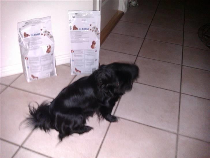 Pekingeser snubbi billede 20