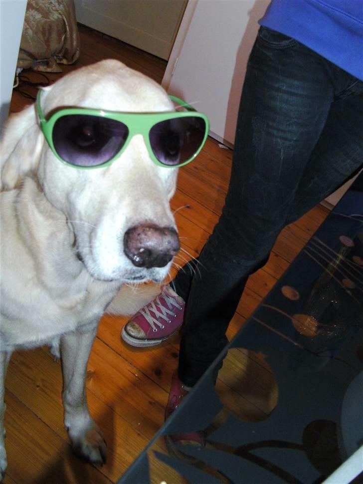 Blanding af racer Balou R.I.P. billede 13