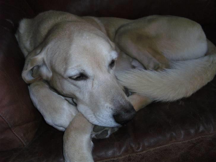 Blanding af racer Balou R.I.P. billede 14