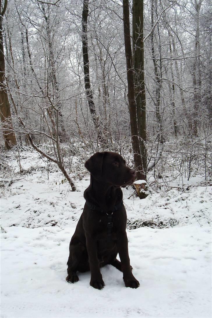 Labrador retriever Mikker - mikker 5 mdr. billede 16