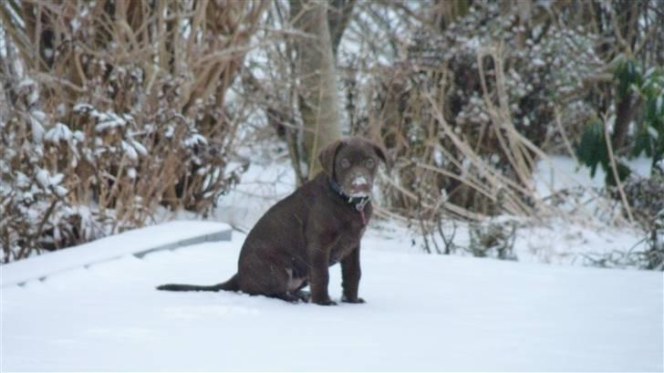 Labrador retriever KASJA * Solgt d.19 - 02 - 2012* - Kasja i sneen! :-D  HUN ELSKER DET!  billede 6