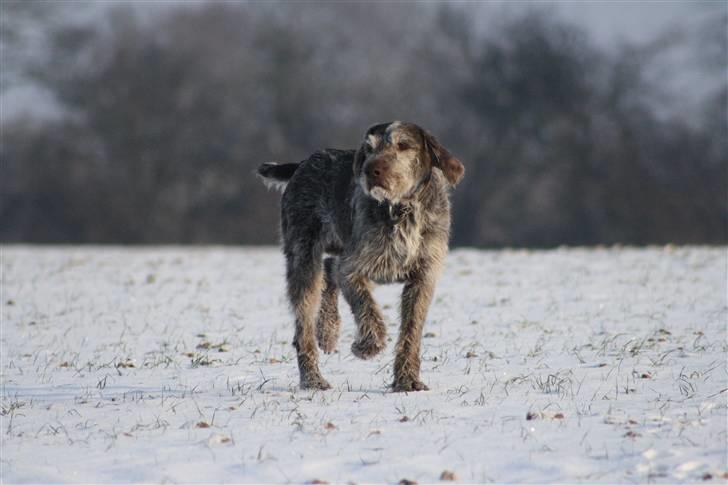 Ruhåret hønsehund Sargo - Søde Sargo i sneen. December 2010 billede 10