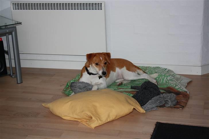 Dansk svensk gaardhund Miley - Lille miley en fredag aften i sommerhuset billede 11