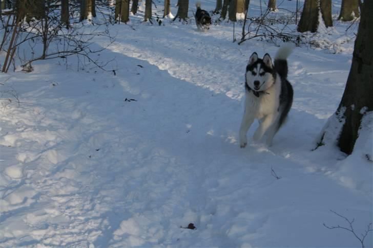 Siberian husky Kenzo - 26/12-2010 billede 5
