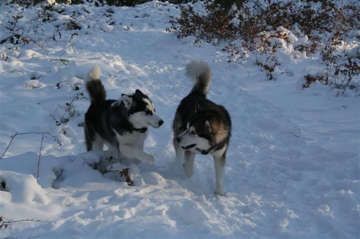 Siberian husky Kenzo - 26/12-2010 I hundeskoven med en Malamute. billede 6