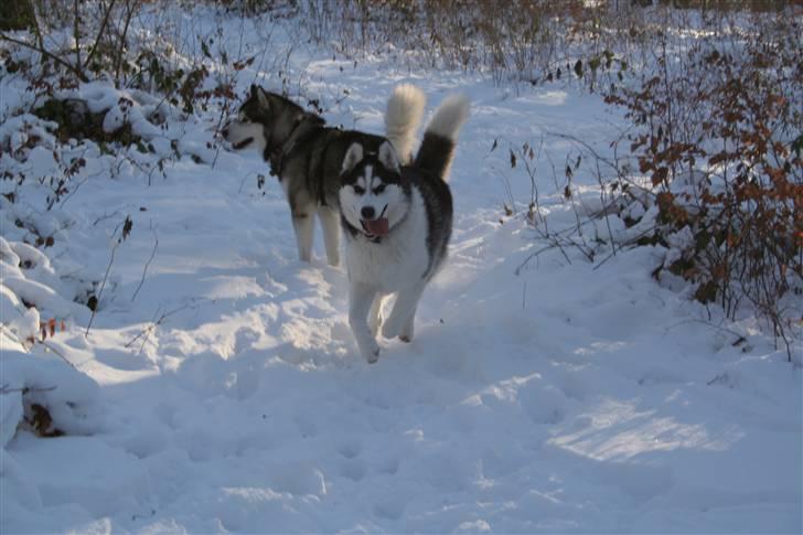 Siberian husky Kenzo - 26/12-2010 I hundeskoven med en Malamute. billede 7