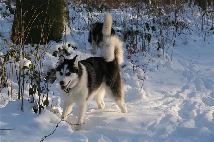 Siberian husky Kenzo - 26/12-2010 I hundeskoven med en Malamute. billede 8