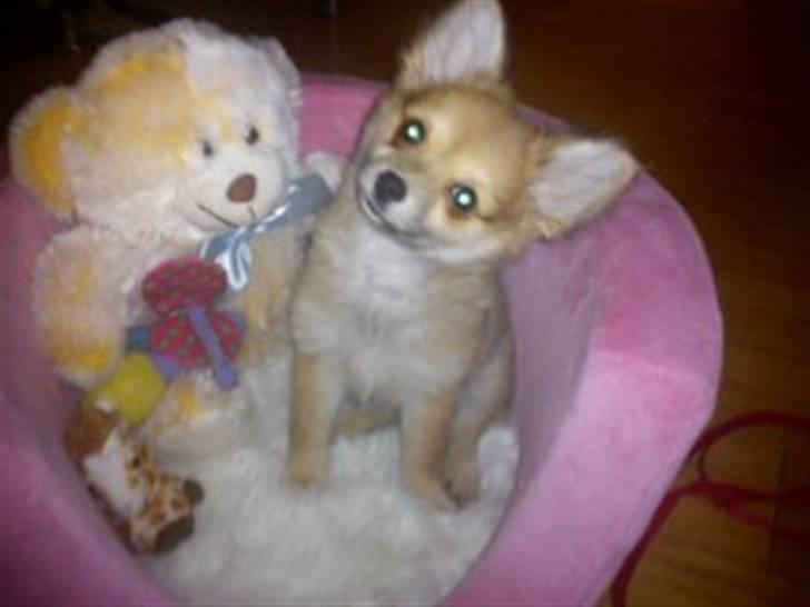 Blanding af racer Baliey billede 6