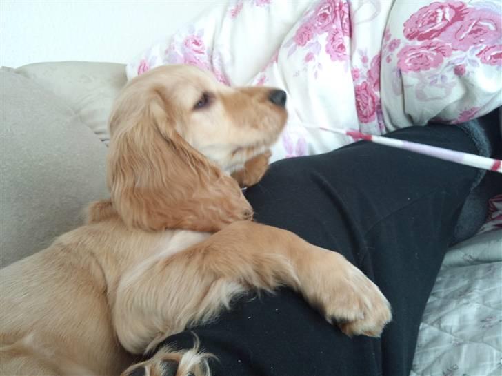 Cocker spaniel Wilma I: - da hun var lille hvalp. billede 3