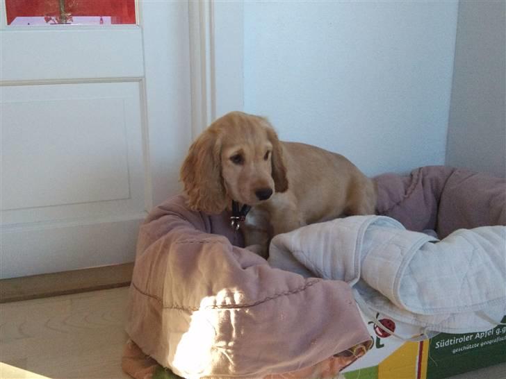 Cocker spaniel Wilma I: -  da hun var lille hvalp billede 4