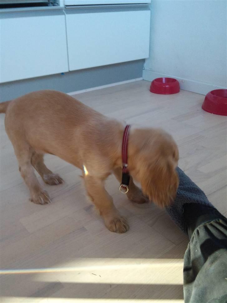 Cocker spaniel Wilma I: - jeg elsker dig! billede 5