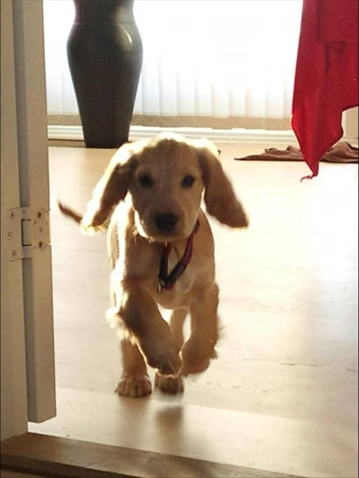 Cocker spaniel Wilma I: billede 6