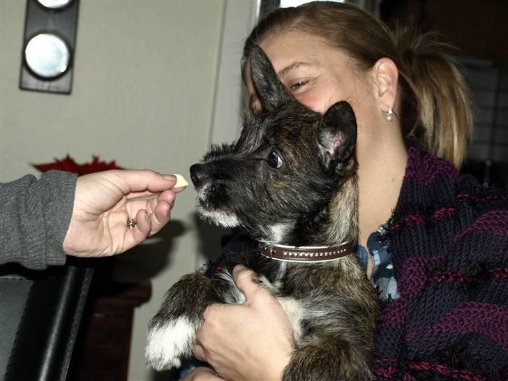 Blanding af racer Emma billede 20