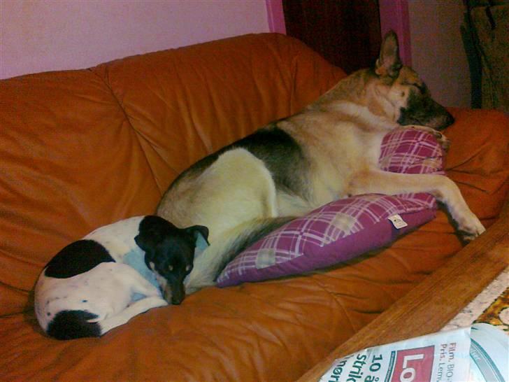 Dansk svensk gaardhund max billede 11