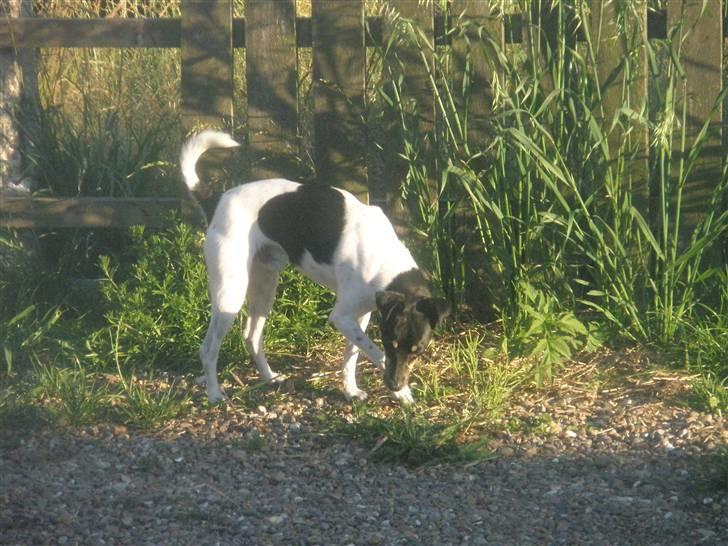 Dansk svensk gaardhund max billede 12