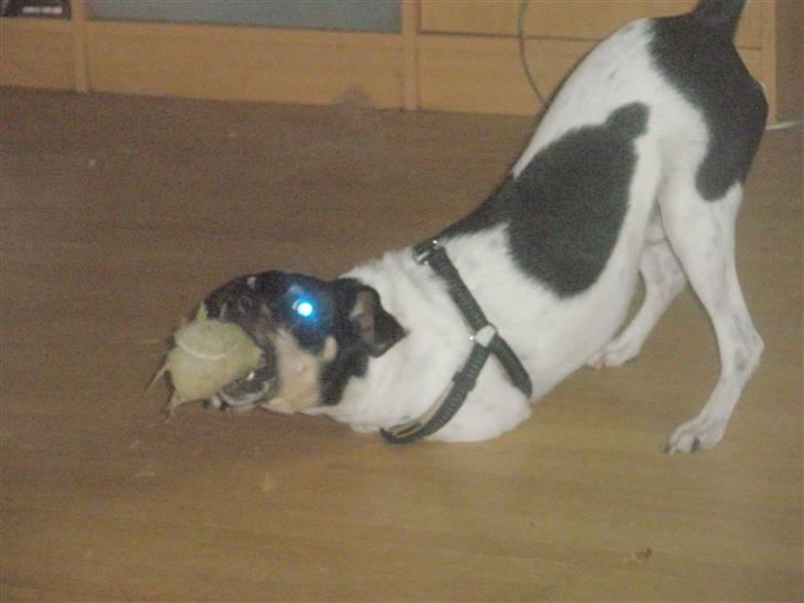 Dansk svensk gaardhund max billede 13