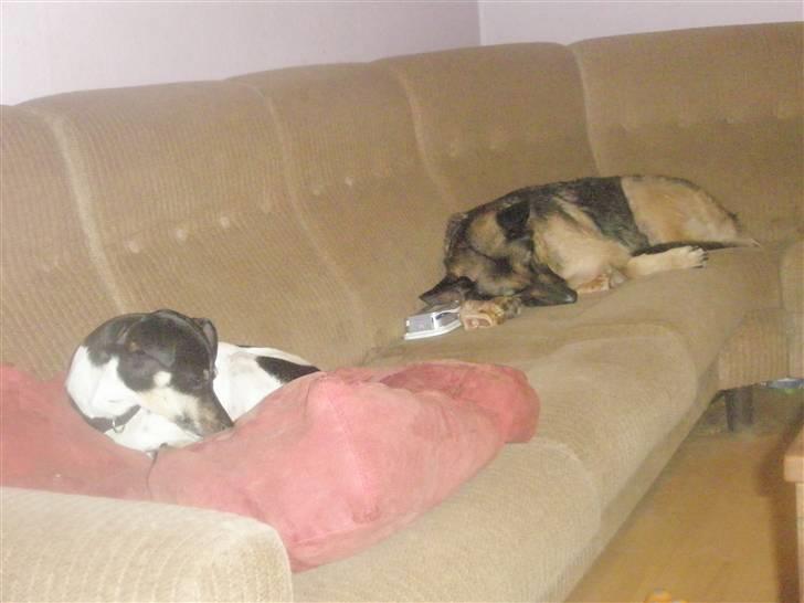 Dansk svensk gaardhund max billede 14