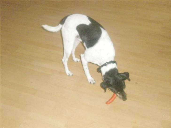 Dansk svensk gaardhund max billede 15