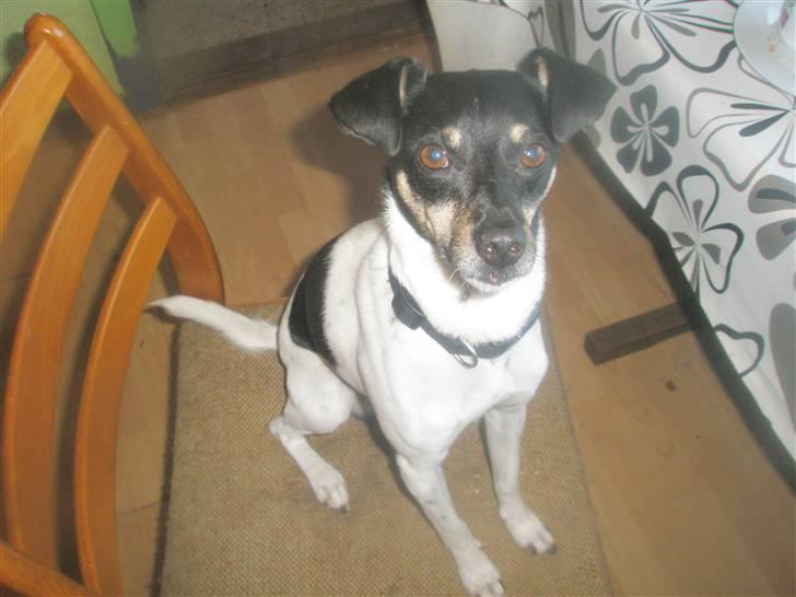 Dansk svensk gaardhund max billede 16