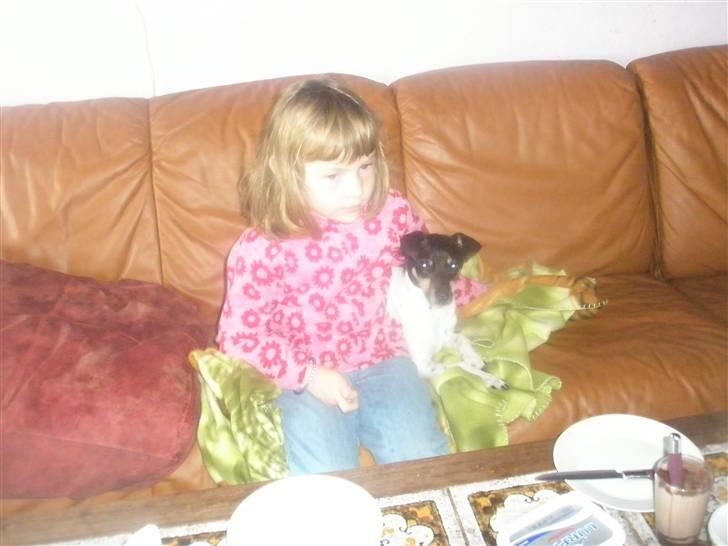 Dansk svensk gaardhund max billede 17