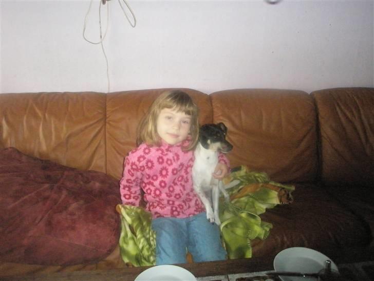 Dansk svensk gaardhund max billede 18