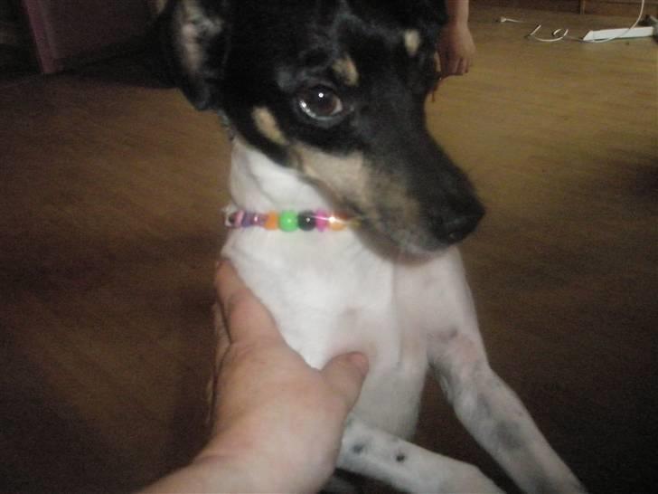 Dansk svensk gaardhund max billede 19