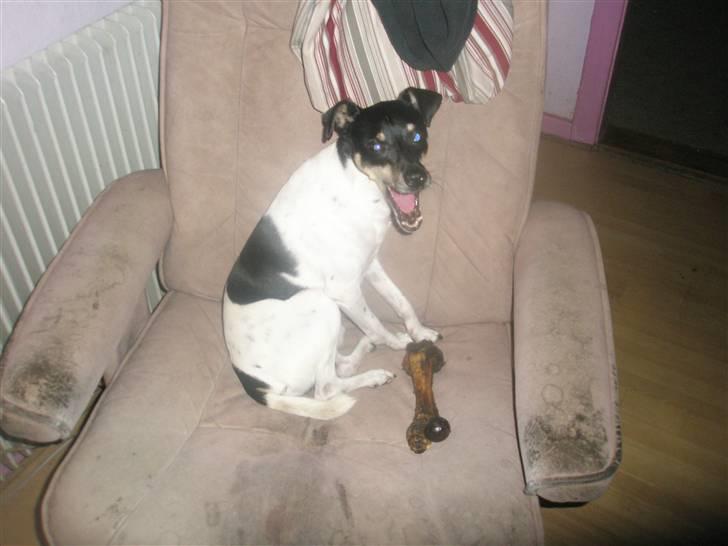 Dansk svensk gaardhund max billede 20