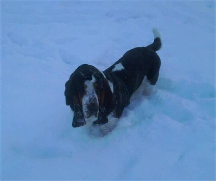 Basset hound Holger - Min første sne! billede 19