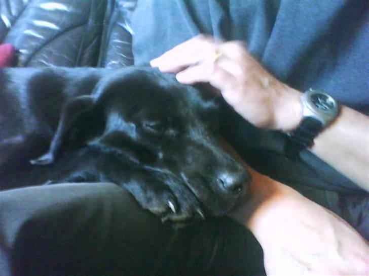 Labrador retriever Banschee - VELKOMMEN TIL BANSCHEES BILLEDER. billede 1