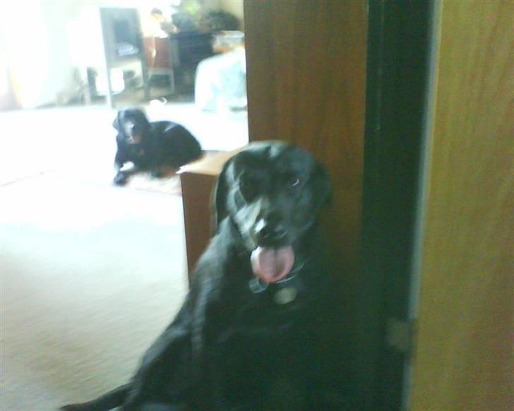 Labrador retriever Banschee - Banschee billede 2