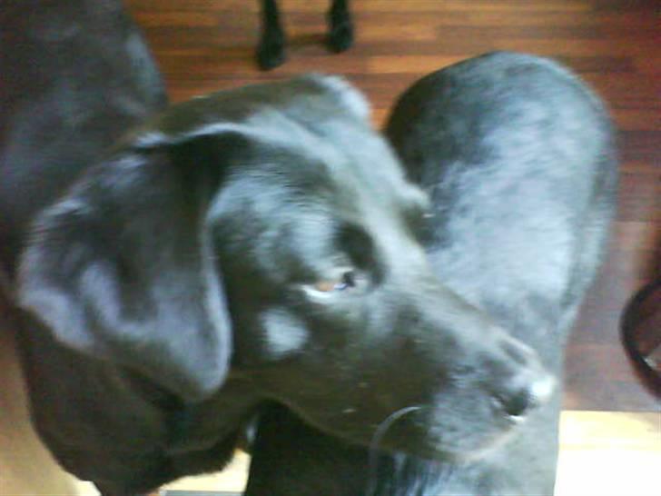 Labrador retriever Banschee - lille Banschee billede 5