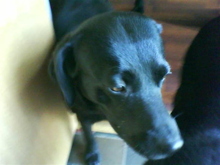 Labrador retriever Banschee - dejlige Banschee billede 6