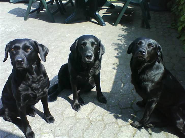 Labrador retriever Banschee - Banschee, Molli og Bitti. billede 7