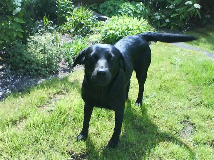 Labrador retriever Banschee - søde Banschee billede 8