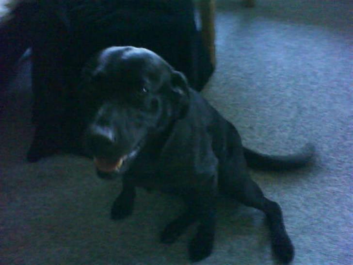 Labrador retriever Banschee - dejlige Banschee billede 9