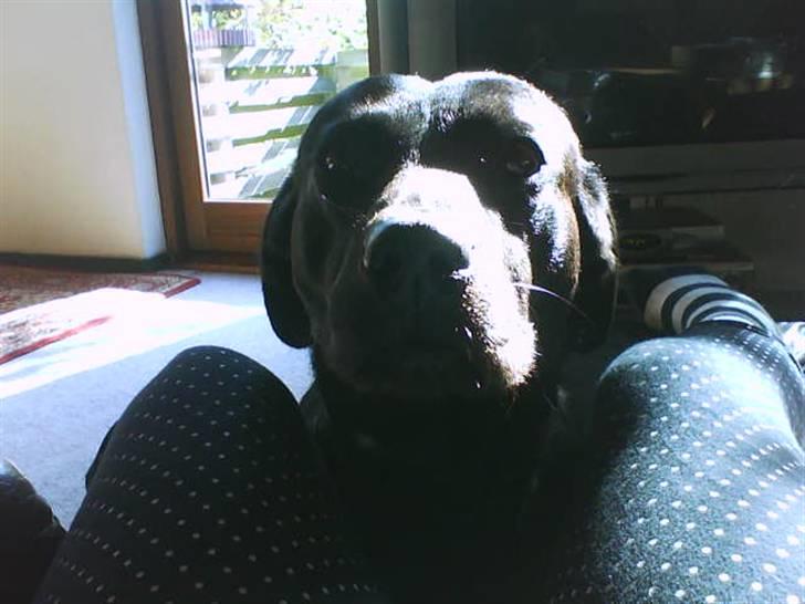 Labrador retriever Banschee - min søde Banschee billede 10