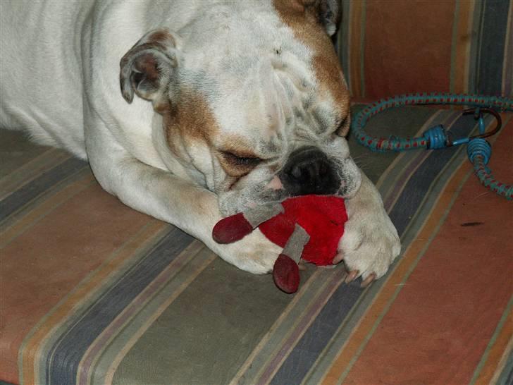 Engelsk bulldog Lullu billede 7