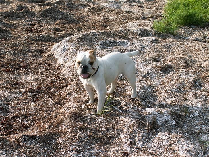 Engelsk bulldog Lullu billede 8