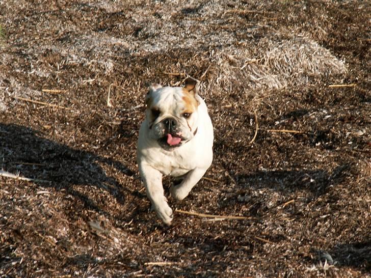 Engelsk bulldog Lullu billede 9